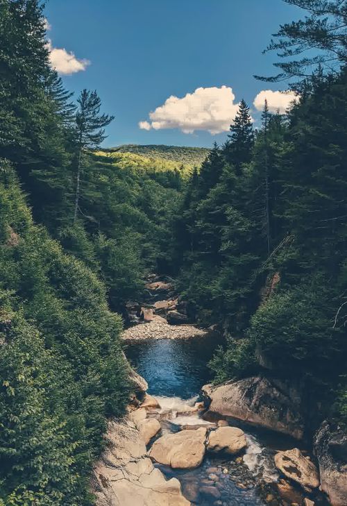 View of trees with a stream and mountains in the background