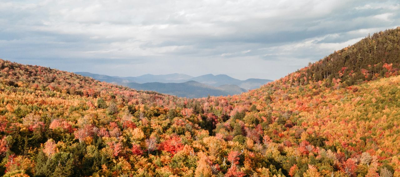 Mountains and trees banner background